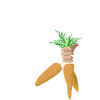 bote de carrotes