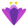 Crocus