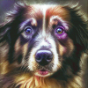 Australian Shepherd Hunderasse Hundeportrait