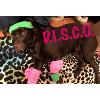 Disco dog