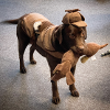 Sherlock dog