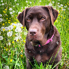 Chocolate Labrador