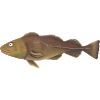 Cod