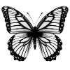 Butterfly Nature Insect Butterflies 7