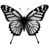 Butterfly Nature Insect Butterflies 5