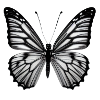 Butterfly Nature Insect Butterflies 3