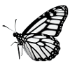 Butterfly Nature Insect Butterflies 8