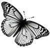 Motyl Natura Motyle owadów 4