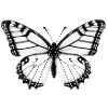 Butterfly Nature Insect Butterflies 10