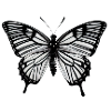 Butterfly Nature Insect Butterflies 9