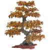 Bonsaï feuillu à feuilles rouges