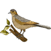 Oiseau