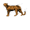 Cheetah Leopard