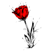 Tulipe