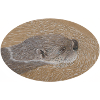 Otter 2 13 11 2022