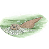 Loutre 3 28 12 2022