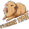 Meerschweinchen It's Dinner Time