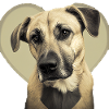 Black Mouth Cur Saint-Valentin