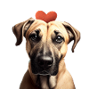 Black Mouth Cur Saint-Valentin