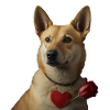 Carolina Dog Saint-Valentin