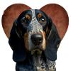 Bluetick Coonhound Saint-Valentin