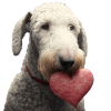 Bedlington Terrier Valentine's Day