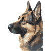 Deutscher Schäferhund Wasserfarben