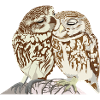 Cuddly Owls