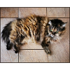Kitty Cat