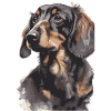 Aquarelles de portrait teckel