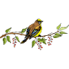 Oiseau