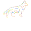 Schäferhunde Weisser Schäferhund