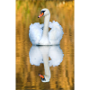Schwanensee, Schwan im See mit Spiegelbild