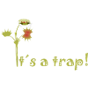 Venus flytrap