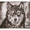 Wolfs Porträt – kraftvolle Wolfsskizze