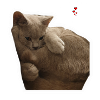 CATLOVER