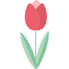 Tulip