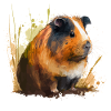 Cochon d’Inde Piggy
