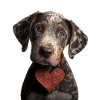 Catahoula Leopard Chien Saint-Valentin