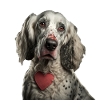 Deutsch Setter Saint-Valentin