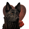 Berger néerlandais Saint-Valentin