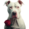 Dogo Argentino Saint-Valentin
