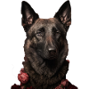 Hollandse Herder Saint-Valentin