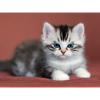 Blue-eyed kitten