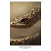 Rattlesnake