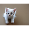 Kitten cute blue eyes