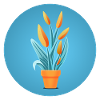 Plant in a clay pot