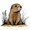 Marmot