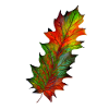 Autumn leaf