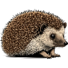 Hérisson